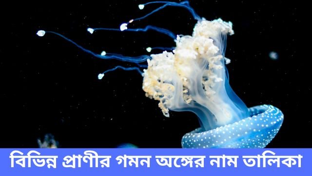 বিভিন্ন প্রাণীর গমন অঙ্গের নাম তালিকা