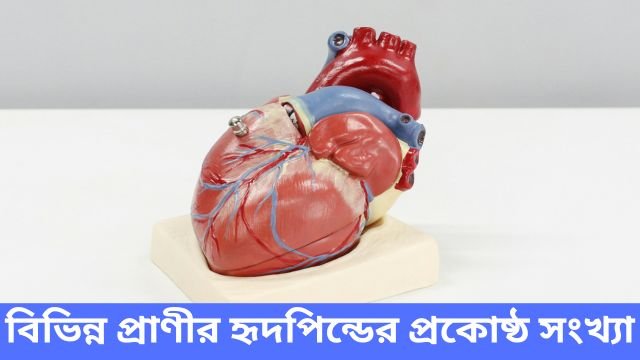 বিভিন্ন প্রাণীর হৃদপিন্ডের প্রকোষ্ঠ সংখ্যা